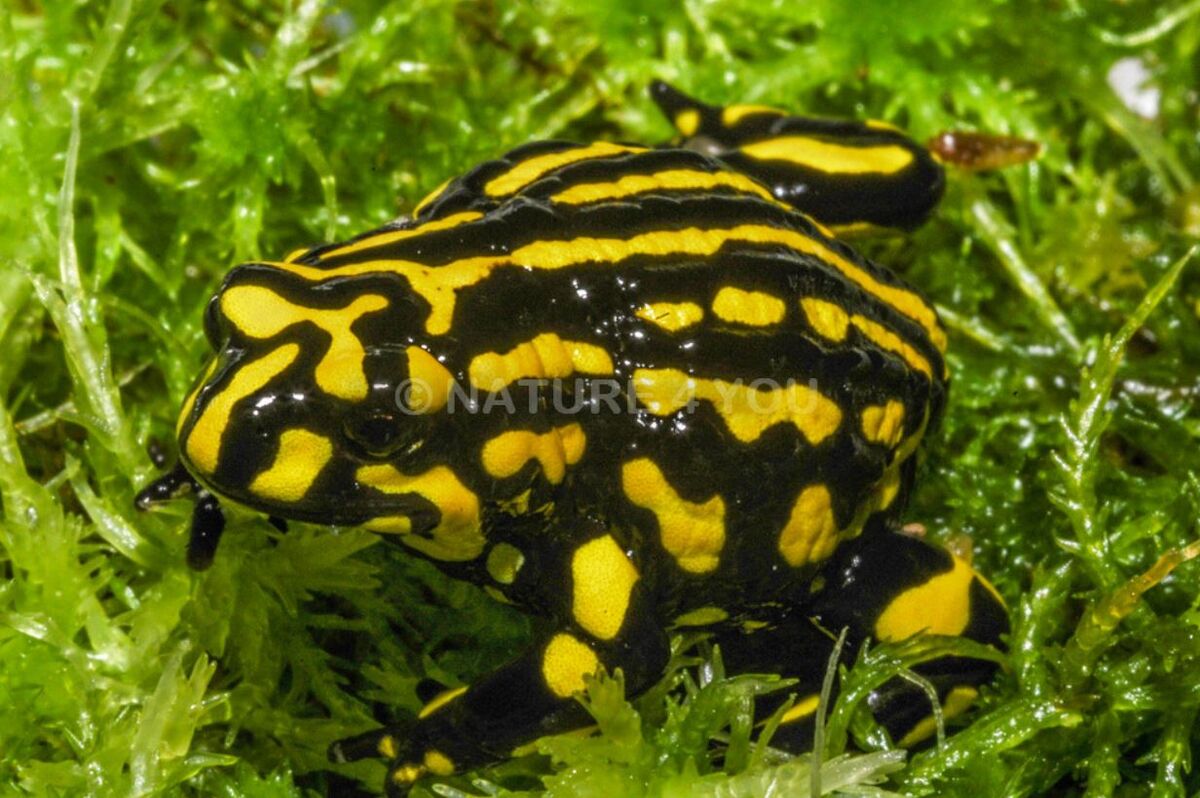 Corroboree Frog Animals Wiki Fandom
