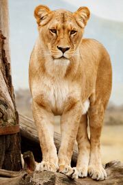 Lion-17337 1280