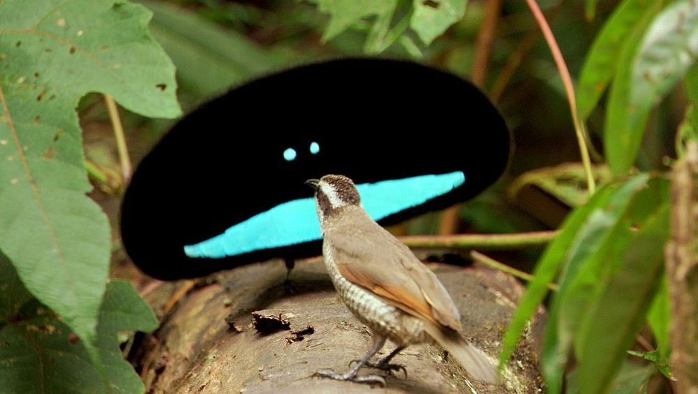 blue bird of paradise animal