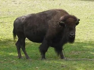 Bison-bison2.jpg (16 KB)