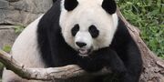 Panda (Animals).jpg