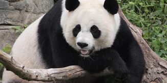 Panda (Animals)