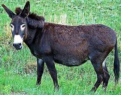 Domestic Donkey | Animals Wiki | Fandom Domestic Donkey | Animals Wiki | Fandom