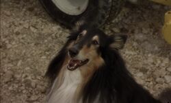 Rough Collie - Wikipedia