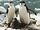 Chinstrap Penguin