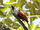 Three-wattled Bellbird