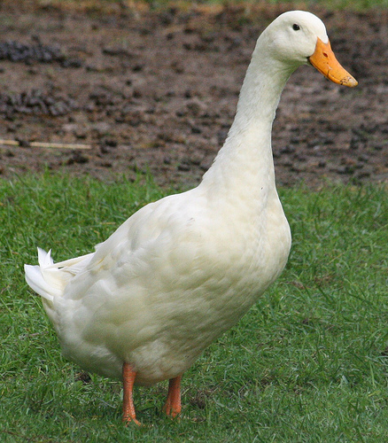 Domestic Duck | Animals Wiki | Fandom