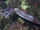 Common Squid