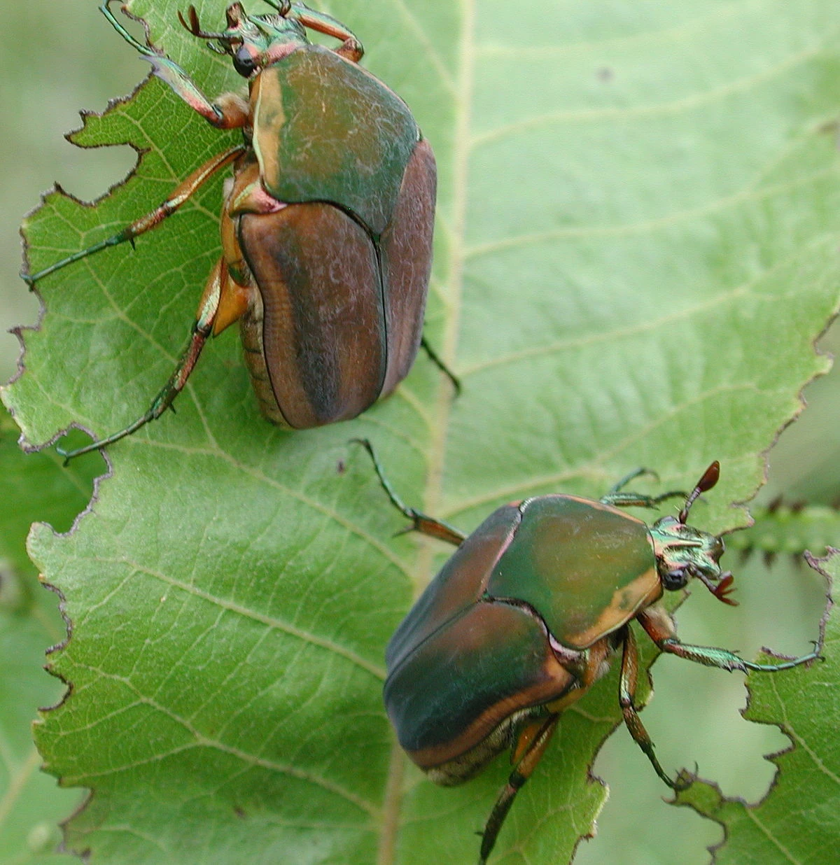 June Bug | Animals Wiki | Fandom