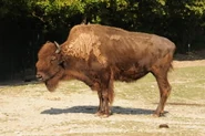 Bison-bison-athabascae2.jpg (29 KB)