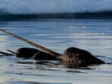 Narwhal