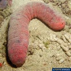 Snot Sea Cucumber Animals Wiki Fandom