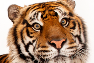 Sumatran-tiger-thumbnail-nationalgeographic 1456276 3x2