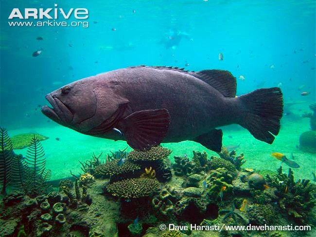 Queensland Grouper | Animals Wiki | Fandom