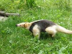 Southern tamandua - Wikipedia