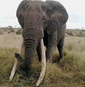 South African Bush Elephant-08888