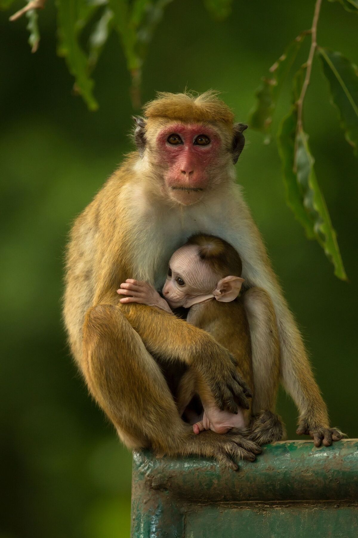 Crab-eating macaque - Wikipedia