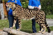 King cheetah, AKovacs23-Photobucket