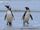 Magellanic Penguin