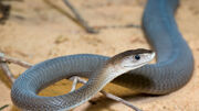 Mamba, Black
