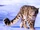 North America Snow Leopard