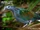 Nicobar Pigeon