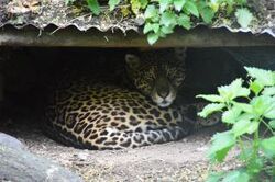 Jaguar | Animals Wiki | Fandom Jaguar | Animals Wiki | Fandom