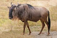 Wildebeest, blue