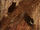 Ankole-Watusi