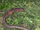 Common Earthworm