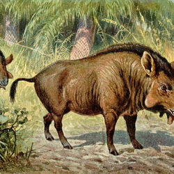 Category:Oligocene Animals | Animals Wiki | Fandom Category:Oligocene Animals | Animals Wiki | Fandom