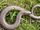 Slow Worm
