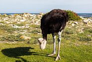 Ostrich-animals-united