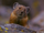 American Pika