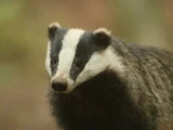 European Badger