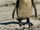 Humboldt Penguin