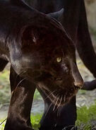 Panthera-onca4