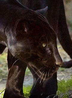 Jaguar | Animals Wiki | Fandom Jaguar | Animals Wiki | Fandom