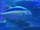 Yellowfin Tuna