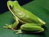 American Green Tree Frog
