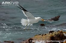Kelp-gull-in-flight