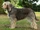 Otterhound