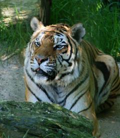 Bengal tiger - Wikipedia