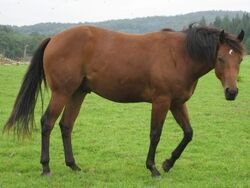 Domestic Horse | Animals Wiki | Fandom Domestic Horse | Animals Wiki | Fandom