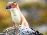 Least Weasel