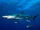 Blue Shark