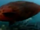 Potato Cod