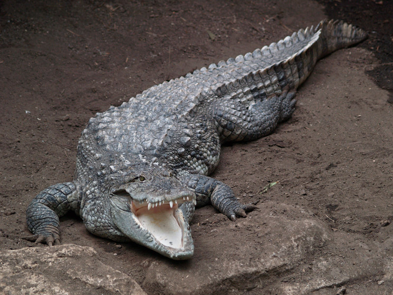 Mugger crocodile - Wikipedia