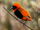 Southern Red Bishop