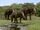 Deinotherium